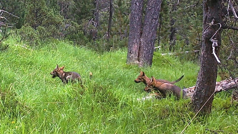 Wolfswelpen streifen durch ihr Revier: Das sogenannte Fuornrudel, das hauptsächlich im Nationalpark lebt, soll bis Ende Januar gänzlich erlegt werden.