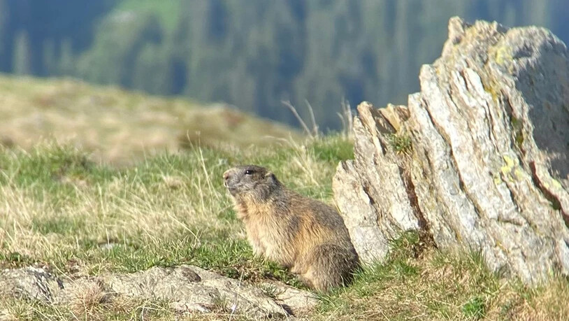 Ab 25 Grad Celsius leiden Murmeltiere unter Hitzestress. Wegen des Klimawandels könnte daher das Überleben in den niedrigen Lagen der Alpen schwierig werden.  