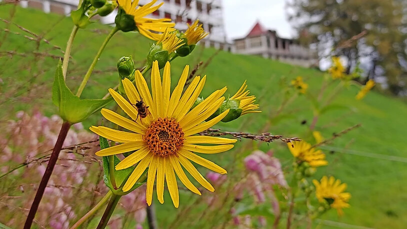Die Becherpflanze (Silphium perfoliatum) mit Besuch im Big Five Garten.  