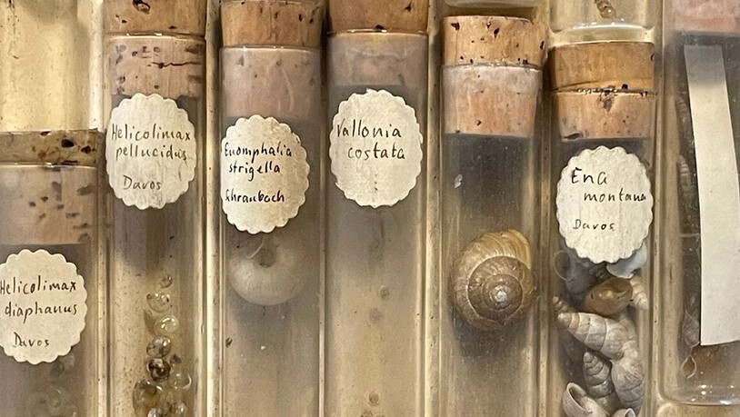 Wissenschaftliche Schneckensammlung von Lucius Burckhardt.  