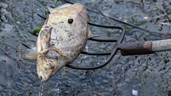 Ein toter Fisch wird aus dem Wasser des deutsch-polnischen Grenzflusses Oder geborgen. Seit mehren Tagen beschäftigt das massive Fischsterben im Fluss Oder Anwohner des Flusses. Die Untersuchungen zur Aufklärung des massenhaften Fischsterbens in der Oder…