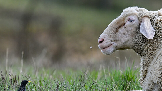 Nach einer Ziege wurden auch Schafe im Kanton Uri Opfer sexueller Übergriffe. (Symbolbild)
