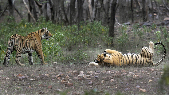 Zwei indische Tiger in einem Nationalpark in Sawai Madhopur. (Archivbild)