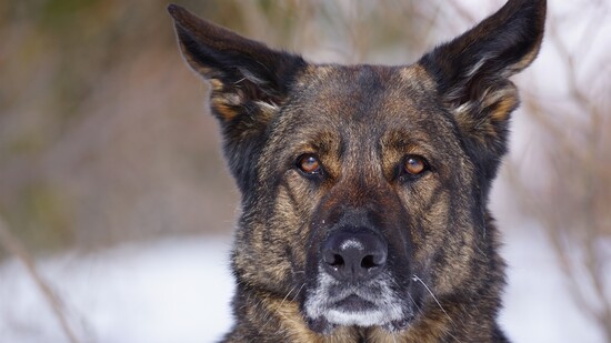 Erfolgreicher Einsatz: Polizeihund Cody findet am Montag einen Einbrecher in einem Versteck in Chur.