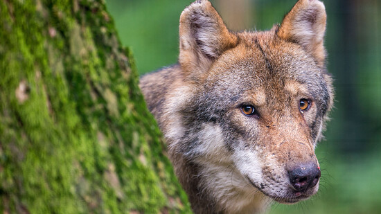 Der Bundesrat erleichtert per 1. Juli das Abschiessen von Wölfen, die an Nutztieren Schaden anrichten. (Archivbild)