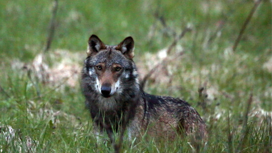 Der Wolf in der Schweiz: Seine Verbreitung hat deutlich zugenommen und damit die Debatte um das Wildtier.