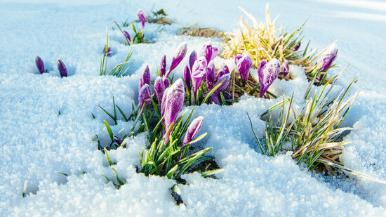 Winter weg, Frühling her: Am 1. März ist meteorologischer Frühlingsbeginn. Der Winter 2022/2023 war zu mild und zu trocken.