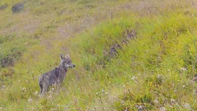 Am Sonntag geknipst: Zwei Wolfswelpen tappen in die Fotofalle. Einer von ihnen versteckt sich im hohen Grass.