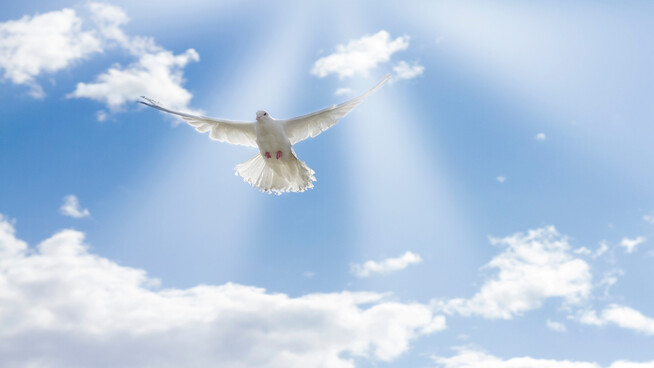 Brauchtum: Die weisse Taube gilt als Symbol für das Pfingstfest. Sie sei frei von allem Bösen und stehe für Sanftmut. 
