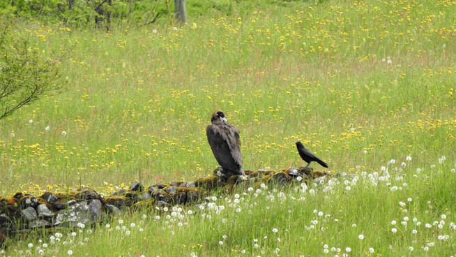 Was machst du denn hier? An der Grenze von Diesbach zu Hätzingen hat ein Mönchsgeier einen Stopp eingelegt, ein solches Tier wurde zuvor noch nie im Glarnerland gesehen. Was die Vogelkundler entzückt, verwirrt die einheimischen Vögel wohl eher.