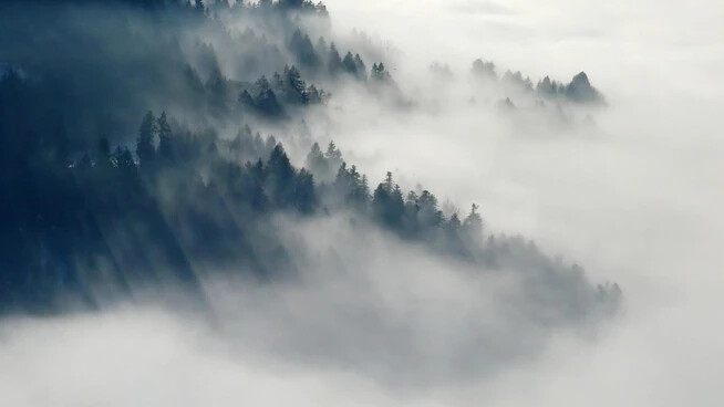 Nebel schränkt die Sicht ein und mindert damit den Erfolg auf der Jagd.