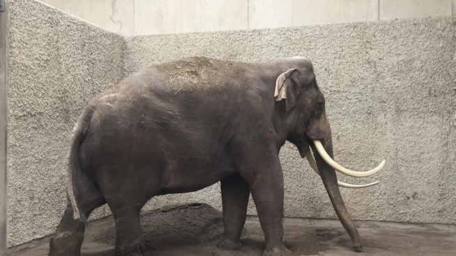 Zuchtbulle: Mekong soll Nachwuchs im Kinderzoo zeugen. 