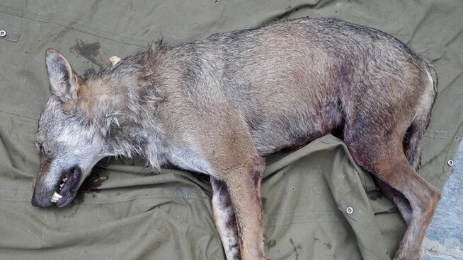 Dieser Wolf wurde am 20. August 2009 im Val d'Illiez VS legal von Wildhütern erlegt. (Archivbild)