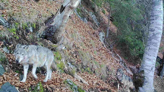 Das letzte Bild: Das Weibchen F07, einst die Leitwölfin des Calandarudels, wird am 5. Januar dieses Jahres von einer Fotofalle erfasst. Hinter ihr ein deutlich jüngerer Wolfsrüde, vermutlich das Individuum M286.