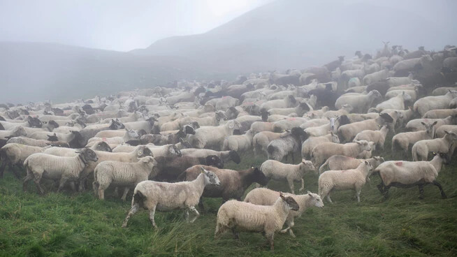 Missliches Wetter: Wenn es regnet oder neblig ist, ist es schwieriger für die Hirtinnen und Hirten, ihre Herde in den Nachtpferch zu treiben. 