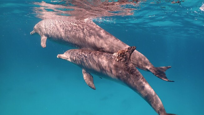Ein Delphin mit einer Pilzinfektion an der Rückenflosse: Gegen das Hauptproblem hilft ein Besuch bei Korallen.