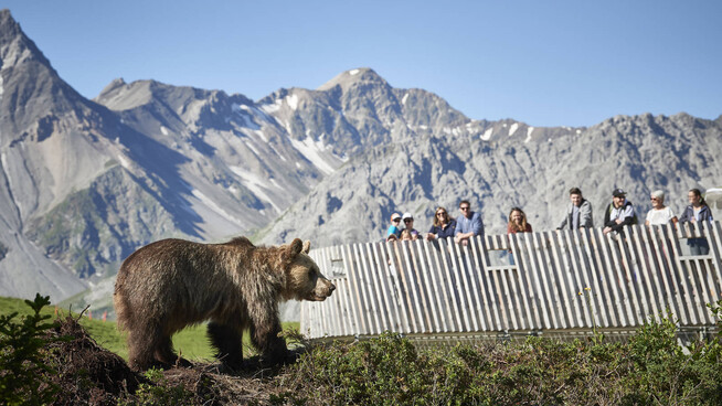 Am Auffahrtswochenende ist das Arosa Bärenland geöffnet, Gäste können Amelia und Meimo in der Aussenanlage beobachten.