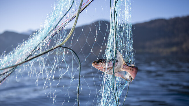 Die meisten der in der Schweiz lebenden Fische und Rundmäuler sind gefährdet. Das zeigen neue Beobachtungen im Auftrag des Bundes. (Themenbild)