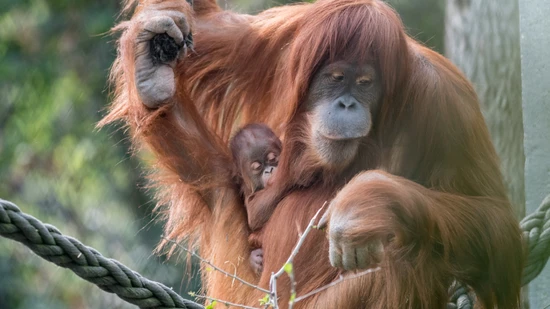 Der kleine Orang-Utan Ombak klammert sich im Zoo Basel an seine Mutter Kila.