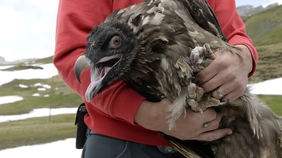 Bereits im Mai 2015 sind auf der Tannalt bei Melchsee-Frutt OW drei junge Bartgeier ausgewildert worden. (Archivbild)
