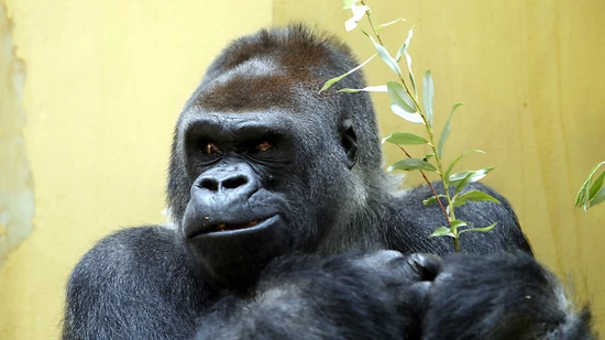 N'Gola, das Silberrücken-Männchen der Gorillagruppe im Zoo Zürich, ist am Mittwoch vierzig Jahre alt geworden.