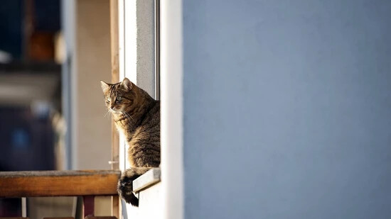 Die Katze: Wurde früher häufig als «wertlos» im Vergleich zu Nutztieren erachtet.