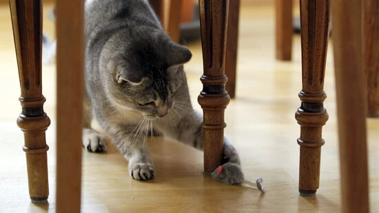 Eine neue Studie zeigt, welches Verhalten von Katzen normal ist. (Archivbild)