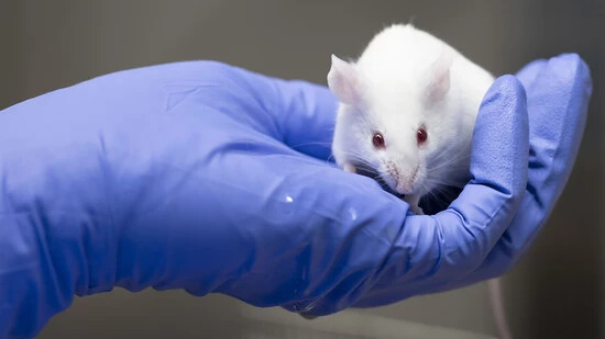 Wie das Immunsystem die Psyche beeinflusst zeigten Forschende in einer neuen Studie an Mäusen. (Archivbild)
