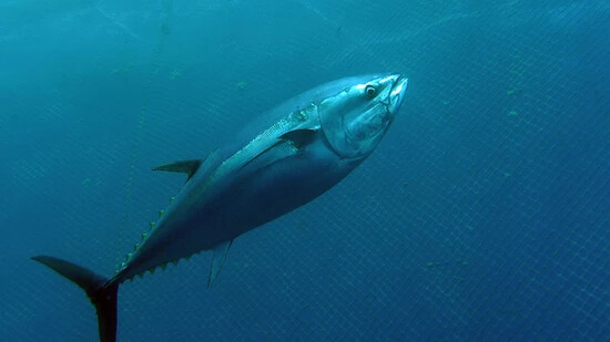 Ein Blauflossen-Thunfisch in einem Netzgehege im Mittelmeer vor Malta. (Archivbild)