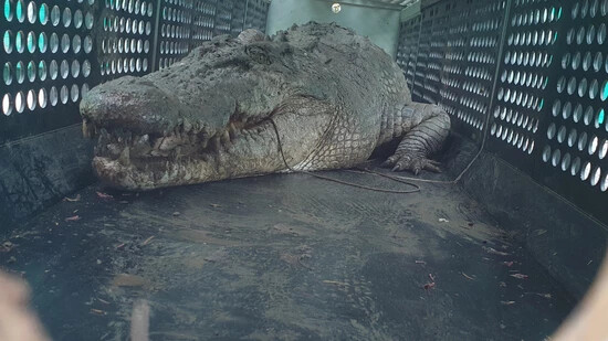 A supplied image obtained on Tuesday, March 26, 2024, of An estimated 3.9-metre crocodile captured in a trap on Sunday on the banks of a private property on the Herbert River at Cordelia in Queensland's north. (AAP Image/Supplied by Department of…