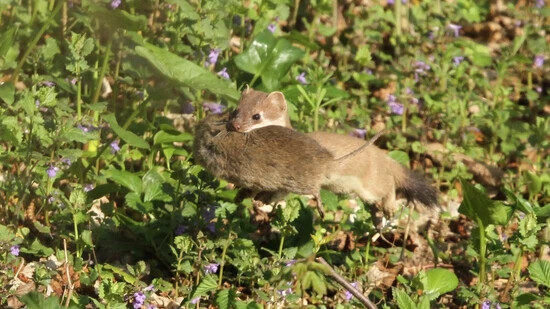 Hungriger Jäger: Das Hermelin gehört zu den kleinsten einheimischen Raubtieren. Als grosser Mäusejäger erbeutet es ein bis zwei Wühlmäuse pro Tag. 