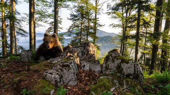 Morgenstimmung mit Braunbär: Dieser junge Bär wurde mit einer Spiegelreflex-Fotofalle in einem slowenischen Wald aufgenommen. 