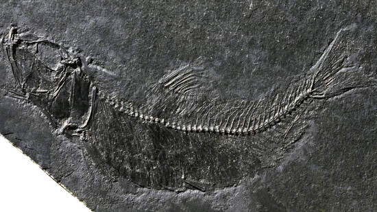 Schon im 18. Jahrhundert beschrieben: Der Sprattus scheuchzeri ist ein nach dem Naturforscher Johann Jakob Scheuchzer (1672–1733) benannter, 12 cm langer Hering aus dem Landesplattenberg Engi.