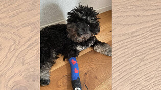 Kleiner Patient: Milo alias Hundziker mit einem seiner bunten Gipsverbände.