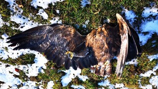 Die Tierschutzorganisation schlägt nach dem Tod eines Adlers am Chasseral Alarm.