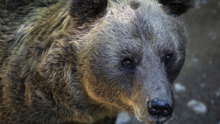 Das 18-jährige Braunbärmännchen soll schon diesen Frühling von Skopje nach Arosa zügeln.