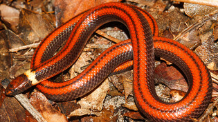 Die Schlange Phalotris shawnella mit ihrer auffälligen Färbung war der Wissenschaft bislang nicht bekannt.