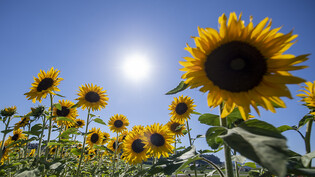 Lassen die Köpfe hängen: Sonnenblumenfeld in Bremgarten AG auf dem Höhepunkt der Hitzewelle.