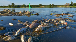 Unzählige tote Fische treiben im flachen Wasser des deutsch-polnischen Grenzflusses Oder. Das Fischsterben in der Oder beunruhigt seit Tagen die Menschen in Brandenburg an der Grenze zu Polen. Das Fischsterben in der Oder ist nach Angaben der polnischen…