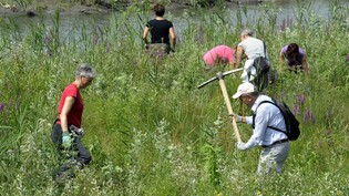 Freiwillige entfernen im Naturschutzgebiet Bolle di Magadino im Tessin invasive Pflanzen. (Archivbild)