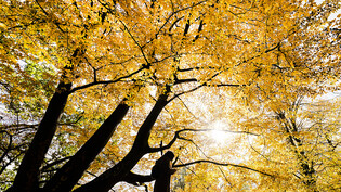 Die einen Bäume leuchten gelb, andere rot: Die sogenannte Herbstverfärbung erreicht im Oktober ihren Höhepunkt. (Themenbild)
