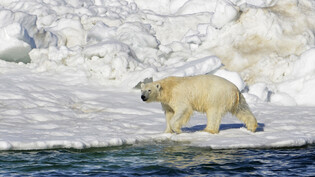 HANDOUT - Ein Eisbär im Westen Alaskas (Symbolbild). Foto: Brian Battaile/U.S. Geological Survey/AP/dpa - ACHTUNG: Nur zur redaktionellen Verwendung und nur mit vollständiger Nennung des vorstehenden Credits