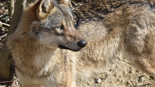 Trotz regelmässiger Abschüsse nimmt die Wolfspopulation im Wallis seit 2005 zu. (Archivbild)