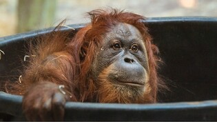 Orang-Utan-Weibchen Revital ist im Zoo Basel nach der Geburt ihres Kindchens überraschend gestorben.