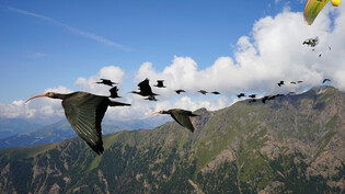 Vor 400 Jahren war der Waldrapp in Europa ausgerottet, nun fliegen die Vögel wieder. (Archivbild)
