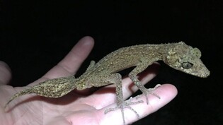 Die Geckoart "Scawfell Island Blattschwanzgecko" (Phyllurus fimbriatus) wurde in Australien neu entdeckt.