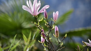 Prachtvoll: In Glarus blühen die Magnolien.