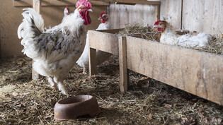 Mit einer Informationsbroschüre wollen der Bund und der Schweizer Tierschutz privaten Hühnerhaltern zeigen, wie Hühner als Haustiere richtig zu halten sind. (Archivbild)