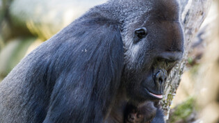 Die Gorillamutter Faddama 2015 mit ihrem Baby.