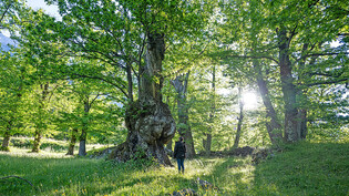 Mächtig und uralt: Der Edelkastanienwald von Brentan gehört zu den schönsten und grössten in Europa.